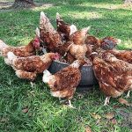 ไก่สวยงามหลากหลายสายพันธุ์