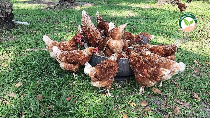 ไก่สวยงามหลากหลายสายพันธุ์ ไก่สวยงามหลากหลายสายพันธุ์