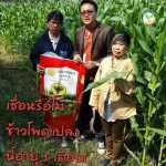 3.ปุ๋ยนิลเพชร ใช้กับข้าวโพด สภาพดินดีขึ้น โตไว