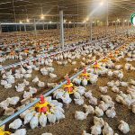 3.ให้อาหารไก่เนื้อ