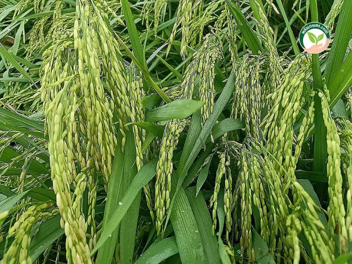 ข้าวใบเขียวเป็นธรรมชาติ รวงข้าวสมบูรณ์ จาก 4TREE ของ บ้านงอกงาม ข้าวใบเขียวเป็นธรรมชาติ รวงข้าวสมบูรณ์ จาก 4TREE ของ บ้านงอกงาม