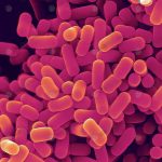 จุลินทรีย์ lactobacillus