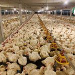 ไก่เนื้อแข็งแรงสมบูรณ์ โตไว