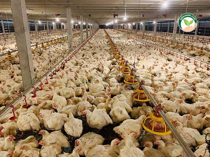 ไก่เนื้อแข็งแรงสมบูรณ์ โตไว ไก่เนื้อแข็งแรงสมบูรณ์ โตไว