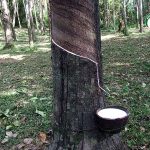 1.น้ำยางที่กรีดได้นำไปใช้ในอุตสาหกรรมต่างๆ