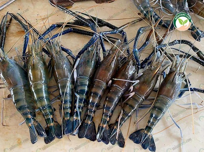 5.ผลผลิตกุ้งก้ามกรามไซซ์ใหญ่ 8 ตัว ต่อกิโลกรัม ตอบโจทย์ผู้บริโภค 5.ผลผลิตกุ้งก้ามกรามไซซ์ใหญ่ 8 ตัว ต่อกิโลกรัม ตอบโจทย์ผู้บริโภค