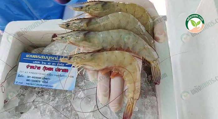 ผลผลิตกุ้งขาวคุณภาพ มาตรฐาน GAP จากบ่อเกษตรกรโดยตรง ผลผลิตกุ้งขาวคุณภาพ มาตรฐาน GAP จากบ่อเกษตรกรโดยตรง