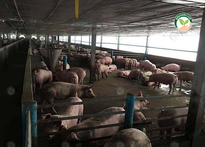 โรงเรือนหมู โรงเรือนหมู