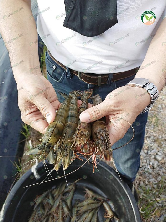 3.กุ้งกุลาดำที่กำลังจะถูกพัฒนาให้เป็นแม่กุ้งต่อไป 3.กุ้งกุลาดำที่กำลังจะถูกพัฒนาให้เป็นแม่กุ้งต่อไป