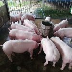 4.คอกหมู