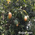 4.มะม่วงพันธุ์มหาชนก