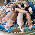 5.การให้อาหารหมู