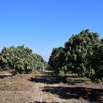 5.บรรยากาศภายในสวนมะม่วง