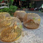 5.ไก่ได้รับแสงแดด ทำให้ไก่แข็งแรง