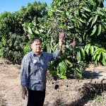 6.คุณสุวิทย์กับผลผลิตมะม่วง