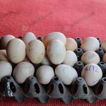 6.ไข่ไก่ฟองใหญ่