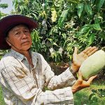 คุณสุวิทย์ คุณาวุฒิ เจ้าของสวนมะม่วงเพชรสำโรง (1)