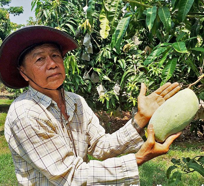 คุณสุวิทย์ คุณาวุฒิ เจ้าของสวนมะม่วงเพชรสำโรง (1)
