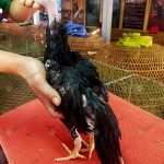 ลูกไก่เหลืองหางขาวเพศเมีย