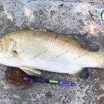 1.ปลากะพงเกล็ดหนา หนังสีทอง เนื้อแน่น