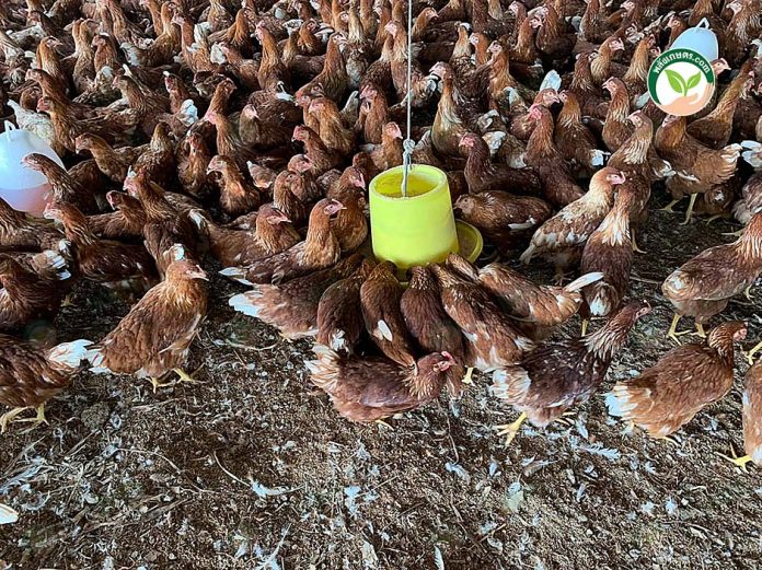2.การให้อาหารไก่ 2.การให้อาหารไก่