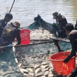 2.คนงานกำลังจับปลากะพง