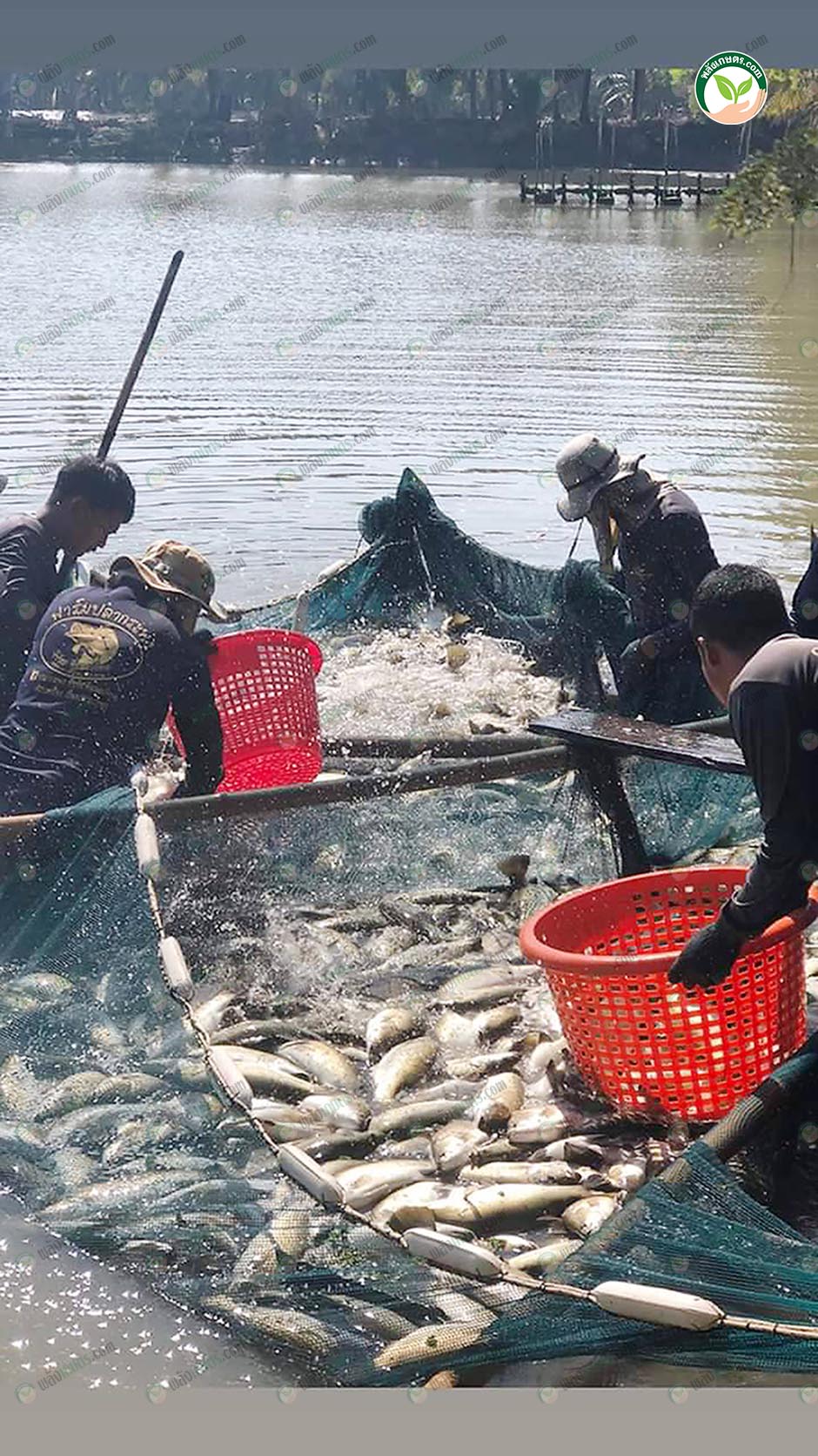 2.คนงานกำลังจับปลากะพง