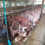 2.โรงเรือนหมู