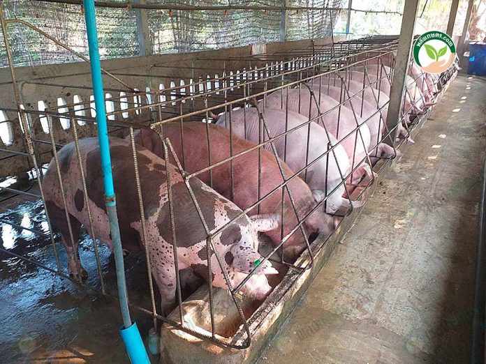 2.โรงเรือนหมู 2.โรงเรือนหมู