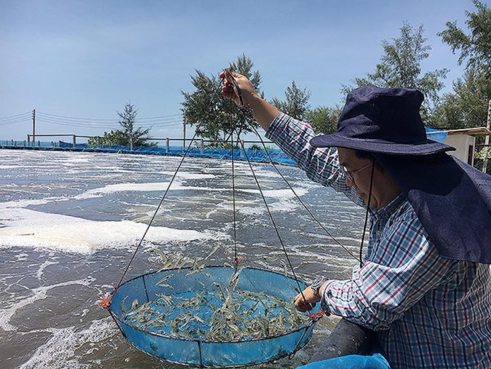 3.การสุ่มตรวจเช็คกุ้ง 3.การสุ่มตรวจเช็คกุ้ง