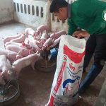 4.การให้อาหารหมู