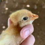 5.ตัดปากลูกเจี๊ยบป้องกันการจิกกัน