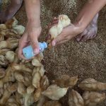 การให้วัคซีนด้วยวิธีหยอดตา