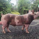 สายพันธุ์เพียเทรน