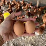 ไข่ฟองใหญ่ สด สะอาด