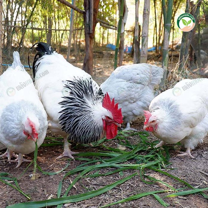 6.ปล่อยให้ไก่ได้ออกมาวิ่งเล่น 6.ปล่อยให้ไก่ได้ออกมาวิ่งเล่น