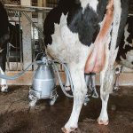 2.การรีดนมวัว