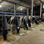 3.การให้อาหารวัว