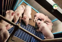 3.หมูแข็งแรง โตเร็ว