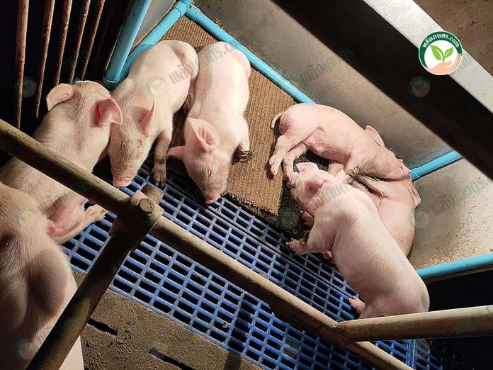 3.หมูแข็งแรง โตเร็ว 3.หมูแข็งแรง โตเร็ว