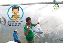 ฟาร์มปลาผู้ใหญ่พร GAP ผลิตลูกปลาน้ำจืด 20 ชนิด ป้อนตลาดในและนอก 6.เกษตรกรมั่นใจลูกปลาแข็งแรง โตดี อัตรารอดสูง