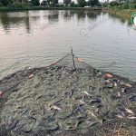 1.บ่อเลี้ยงปลาดุก