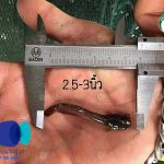 2.ลูกปลาดุก 2.5-3 นิ้ว