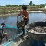 3.คนงานกำลังจับปลาดุก