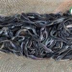 4.ตัวใหญ่ ไซซ์สม่ำเสมอ