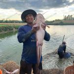 5.เนื้อแน่น ได้น้ำหนัก