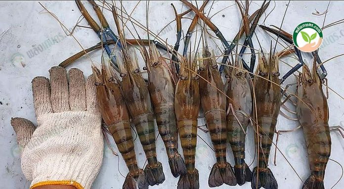 6.กุ้งก้ามกรามไซซ์ที่ตลาดต้องการ 6.กุ้งก้ามกรามไซซ์ที่ตลาดต้องการ