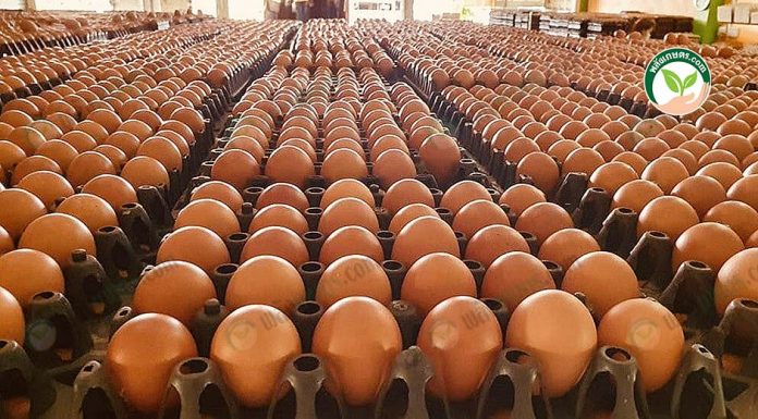 6.ไข่ไก่ฟองใหญ่ สด พร้อมจำหน่าย 6.ไข่ไก่ฟองใหญ่ สด พร้อมจำหน่าย