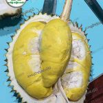 เนื้อทุเรียนทองลาบู