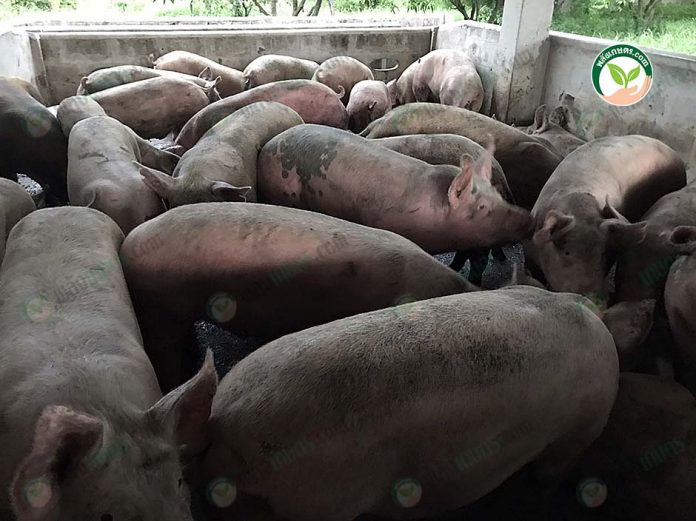 4.หมูอ้วนสมบูรณ์ ได้น้ำหนัก 4.หมูอ้วนสมบูรณ์ ได้น้ำหนัก